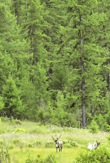 Mongolia nature and geography