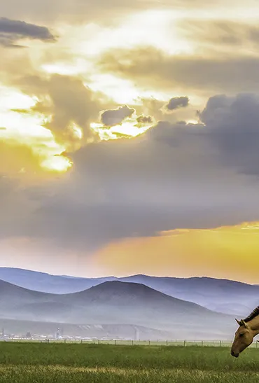 Practical Guide to Mongolia