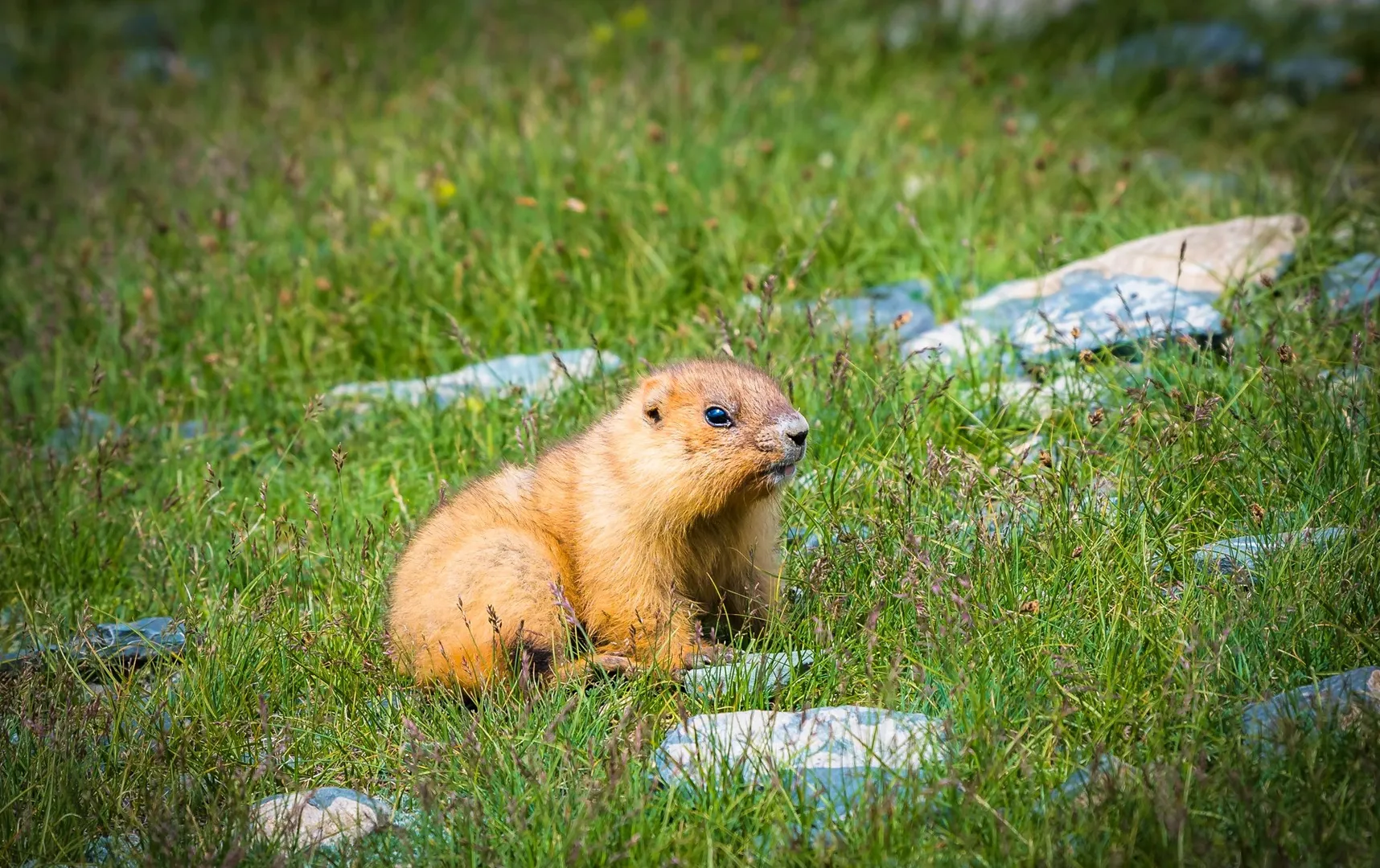 Marmot in Hustai national park